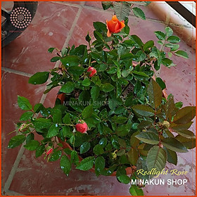 Hoa hồng ngoại RedLight cam lửa ( bụi ) siêu hoa cực đẹp - MinaKun Shop