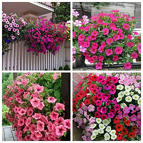 Mua DẠ YẾN THẢO THƠM RỦ F1 - COMBO 10 BẦU 1 CÂY ĐANG HOA ĐẸP XUM XUÊ MIXX ĐỦ MÀU