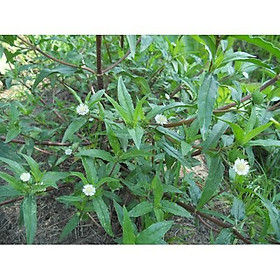 Mua Cây Cỏ Mực ( Nhọ Nồi) - Chậu Rau Dược Liệu - kh83dl