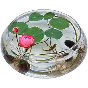 Mua 1 hạt sen mini mix màu - sen nhật mini làm cảnh - cây cảnh trang trí sân vườn