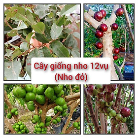 Mua Nho thân gỗ 12 vụ (cây 50-60cm  cho quả sau 18 tháng)
