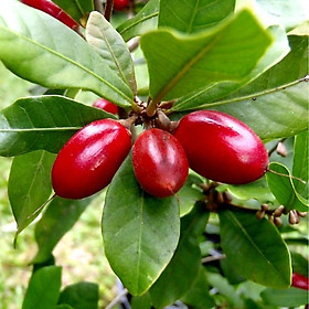 CÂY GIỐNG CÂY THẦN KỲ, CAM KẾT CHẤT LƯỢNG - CGCTKSQ