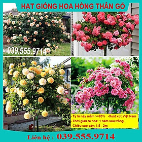 HẠT GIỐNG HOA HỒNG THÂN GỖ  GIỐNG CHUẨN