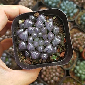Sen Đá Kim Cương - Cooperi Succulent