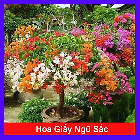 Hình ảnh Cây Hoa Giấy Ngũ Sắc (Chuẩn đẹp 100%) - cây cảnh để bàn + tặng phân bón cho cây