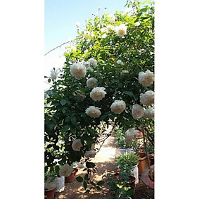 Mua Bầu cây giống hoa hồng CỔ TRẮNG BẠCH XẾP-Giống hồng cổ trắng đẹp và sai hoa