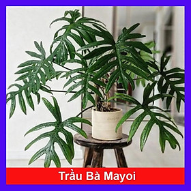 Mua Cây Trầu Bà Mayoi - Philodendron Mayoi - cây cảnh trong nhà trang trí nội thất