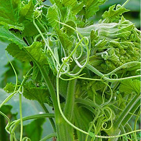 Mua Hạt giống Bầu ăn ngọn siêu đọt mập khỏe VTS154