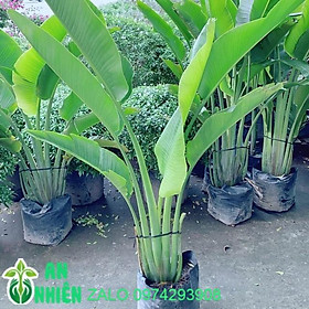 Mua Cây Chuối Rẻ Quạt (chỉ giao hoả tốc)