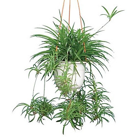 CHẬU CÂY LAN CHI ĐẸP NHÀ, VƯỢNG KHÍ CHO GIA CHỦ