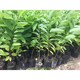 Mua Cây na daiFreeship ️Giảm Giá Sốc️