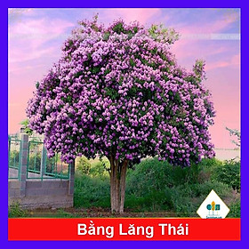 Cây bằng lăng thái - cây cảnh vườn + tặng phân bón cho cây