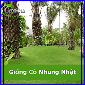 Mua Hạt GiốngCỏ Nhung Nhật Trồng Thảm Sân Vườn