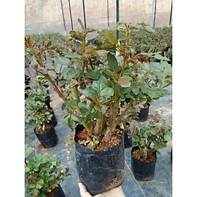 Mua COMBO Sỉ 05 Gốc Hoa Hồng Cổ Vân Khôi