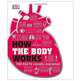 Hình ảnh Review sách DK Big Stuff Simply Explained: How The Body Works