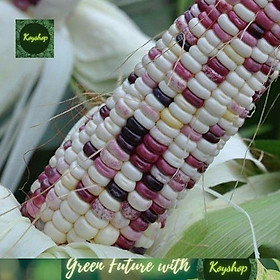 Mua Hạt giống bắp nếp dẻo Cẩm Hồng  5gr  bắp nếp lai