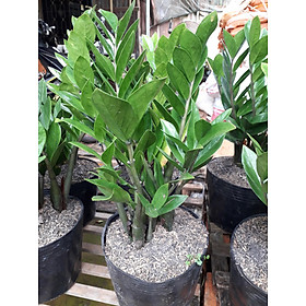 Mua CÂY KIM TIỀN   CÂY PHONG THỦY TỐT & ĐẸP NHƯ HÌNH   &