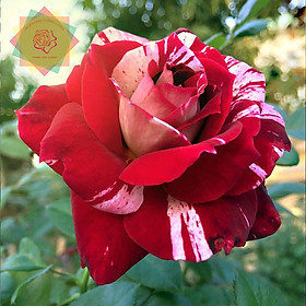 Mua Cây hoa hồng ngoại Julio Iglesias Rose đỏ sọc siêu thơm - Hoa hồng Thăng Long Flower