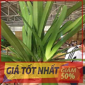 Mua 1 THÂN HOA LAN KIẾM TIÊN VŨ MẶT HOA XỔ HÀNG RỪNG UY TÍN CHẤT LƯỢNG