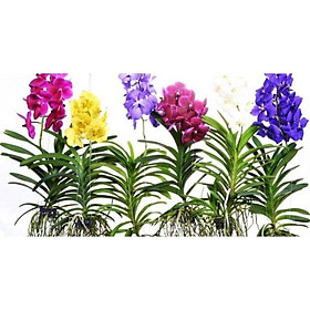 COMBO 5 CÂY GIỐNG LAN MOKARA ĐỦ MÀU HÀNG NHẬP THÁI LAN