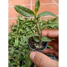 Hoa phong lan _ combo 2 cây giả hạc chưmomray