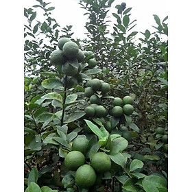 Mua giống chanh không hạt (chanh chùm)