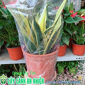 Mua Lưỡi Hổ Hoàng Kim