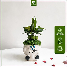 Cây Tài Lộc ngũ hành  - Cây May Mắn để bàn