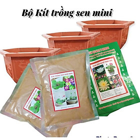 Mua Bộ Kít Trồng Sen Mini