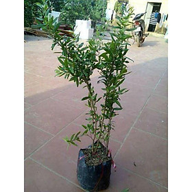 Mua Lựu đỏ ấn độ ( 18 tháng cho trái).