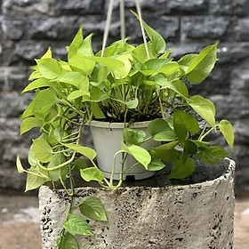 Trầu Bà TA
