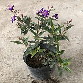 Mua Cây vạn tuế mini  chiều cao cây 25-30cm lá cực đẹp thân to dễ chăm sóc  thích hợp trang trí cảnh quan nội thất nhà cửa