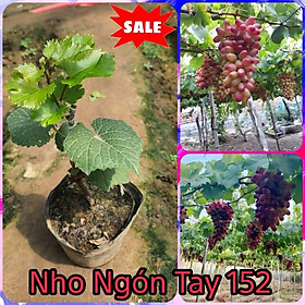 Cây Nho Giống Ngón Tay NH01-152 ( chuẩn giống nho)