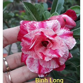 CÂY HOA SỨ THÁI CÁNH KÉP" BÌNH LONG " - củ size to đại bự ,rễ quái thành hình, hàng tuyển loại 1