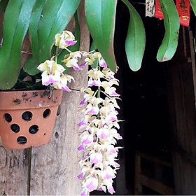 Mua lan tam bảo sắc(quế lan hương) - 1cay