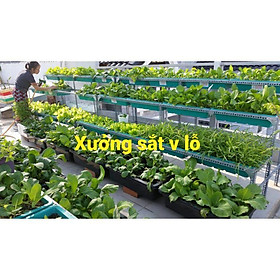 Mua Kệ khung sắt bậc thang trồng rau 3 tầng.Mỗi tầng 2 khay (kích thước khay 67x43x15cm)