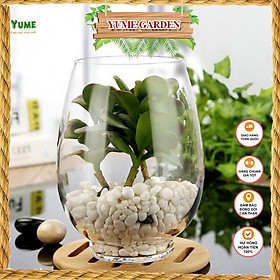 Mua Chậu thủy tinh ️️ bình thủy tinh trồng cây  nuôi cá miệng khum
