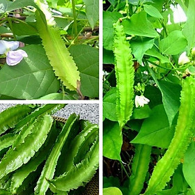 Combo 5 gói Hạt giống Đậu Rồng Xanh - 1 gói 5gram- tặng kèm 1 phân bón
