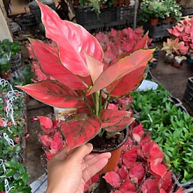 Mua Cây Hồng phát Lộc  cây vạn Lộc lá đỏ