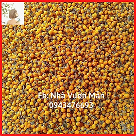 Mua 50 Trái (+tặng thêm 10 trái) Ớt Mắc Nhất Thế Giới Aji Charapita 570tr/kg Loại Ớt Ngon Và Đắt Nhất Thế Giới