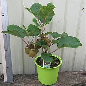 Cây giống Kiwi lùn trồng chậu, cây cao khoảng 35cm có 2 loại Kiwi xanh và vàng