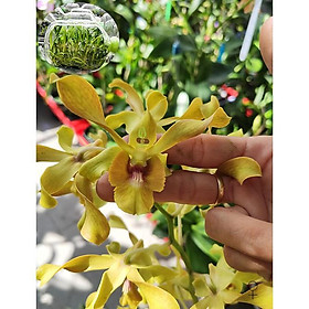 Chai hoa lan cấy mô Dendro Bò Vàng (Cây lai gieo hạt)