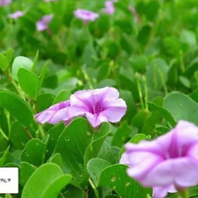 Hạt muống biển khô - 10hạt