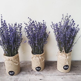 Mua Hoa oải hương khô  Hoa lavender Pháp  Hoa khô tặng quà