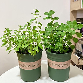 Mua Cây cỏ ngọt stevia tốt cho giảm cân  ti.ể.u đường  dùng thay đường hàng ngày  kèm cách trồng cây cỏ ngọt