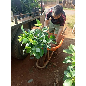 Mua cây giống bơ 034 ( 18 tháng cho thu hoạch)