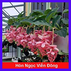 Hòn Ngọc Viễn Đông - cây cảnh để bàn + tặng phân bón cho cây