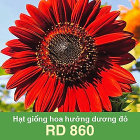 Mua Hạt Giống Hoa Hướng Dương Đỏ