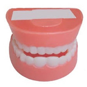 Tổng hợp 92 hình về mô hình hàm răng chuẩn  NEC