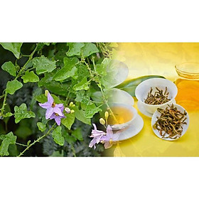 CÂY GIỐNG CÀ GAI LEO